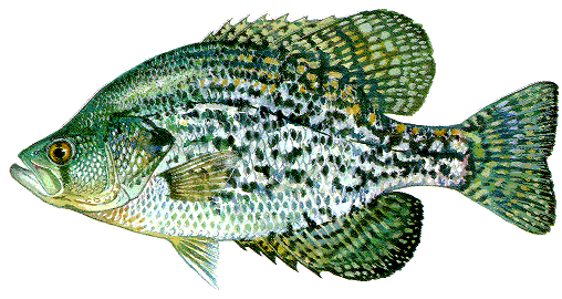 crappie.gif