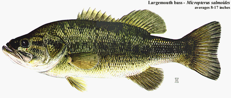 lgmouthbass.jpeg